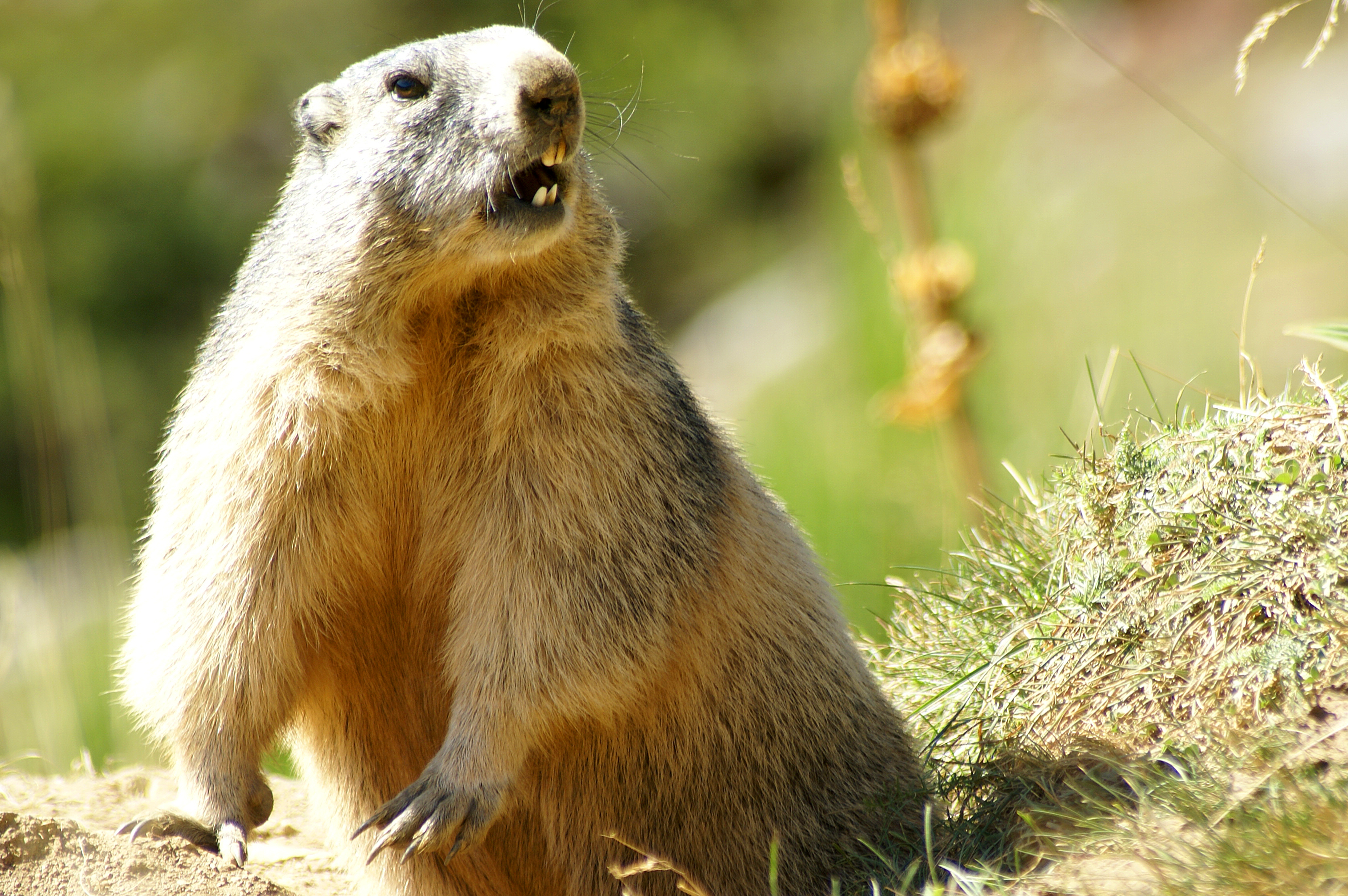 Grosse marmotte 2 randonnée